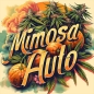 Preview: Mimosa Auto (Autoflower Sativa)